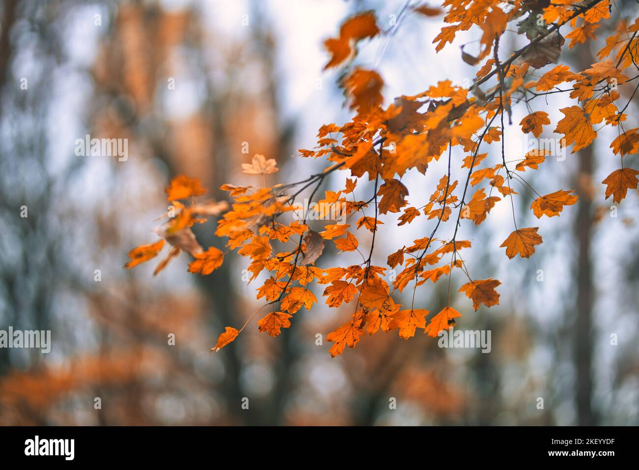 Gelb-orange Blätter während der Herbstsaison mit warmem Sonnenlicht. Fall Park auf verschwommenem Hintergrund. Schöne Natur landschaftlich, entspannend, idyllische Waldkunst Stockfoto