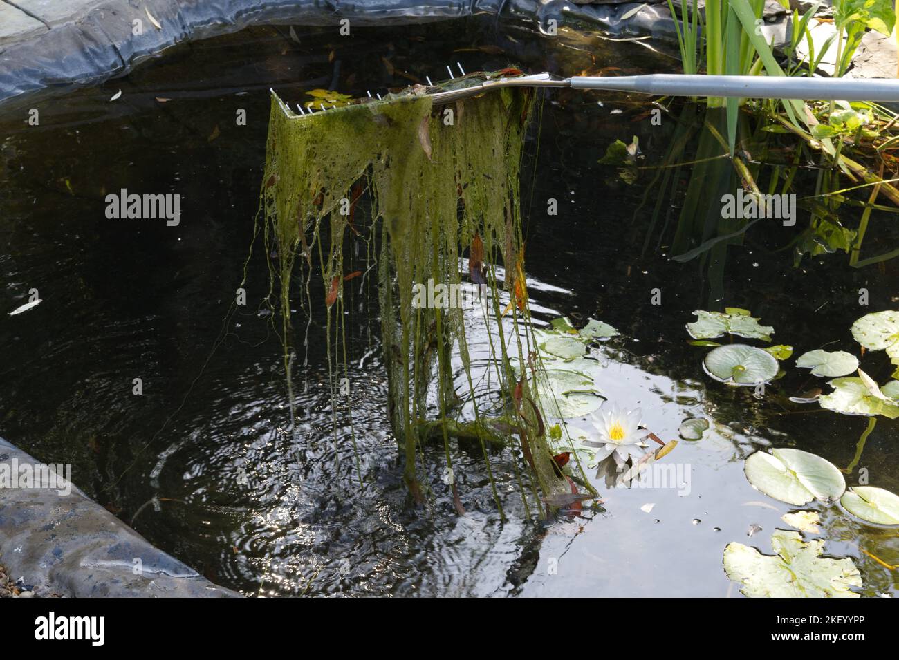 Bettunkraut wird aus einem Gartenteich entfernt Stockfoto