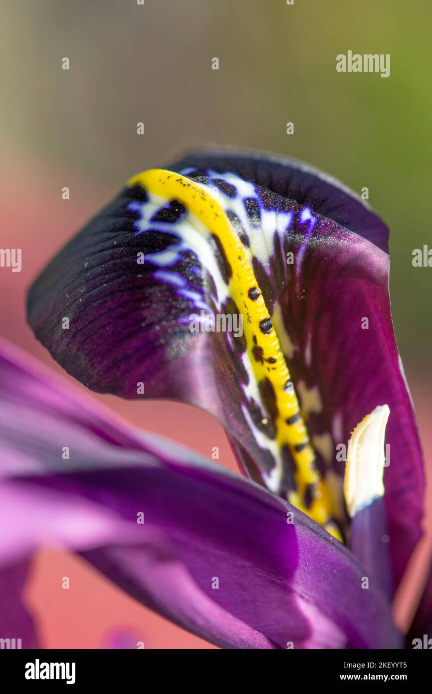 Iris reticulata 'George', Nahaufnahme des Blütenblattes Stockfoto