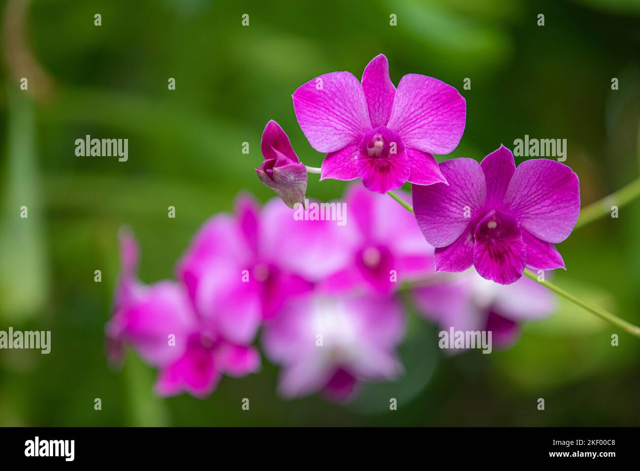 Orchideenblüte im tropischen Garten, leuchtendes rosa-violettes Blumenmakro mit verschwommenem grünen, üppigen Laub. Traumwelt aus der Nähe, romantische tropische Blumen Stockfoto Orchideenblüte im tropischen Garten, leuchtendes rosa-violettes Blumenmakro mit verschwommenem grünen, üppigen Laub. Traumwelt aus der Nähe, romantische tropische Blumen Stockfoto