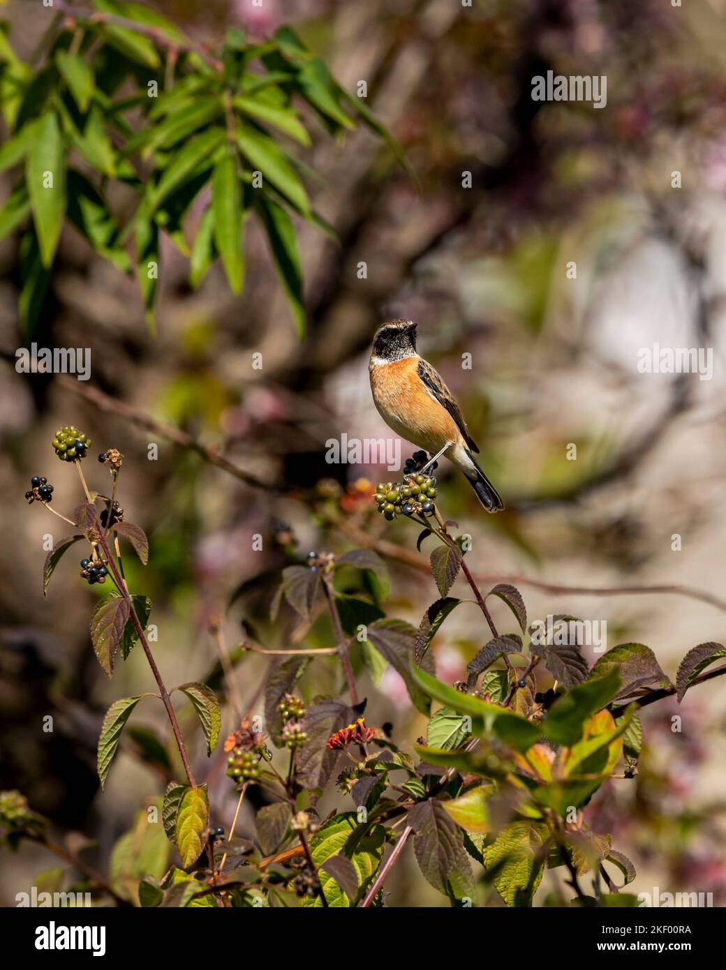Sibirischer Steinechat oder asiatischer Steinechat oder Saxicola maurus-Vogel in Nahaufnahme bei manila uttarakhand india asia Stockfoto