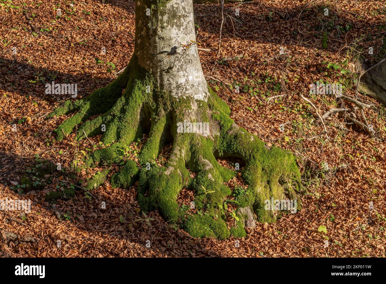 Die Basis und die Wurzeln eines Baumes sind mit grünem Moos bedeckt, umgeben von einem Teppich aus trockenen Blättern, Badia Prataglia, Italien Stockfoto