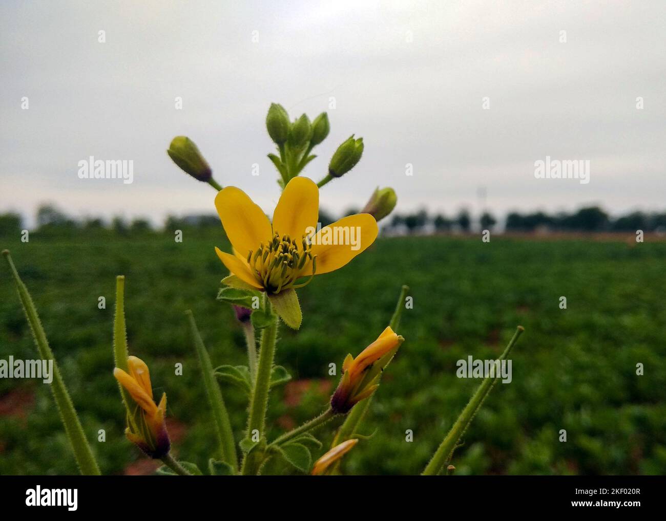 Nahaufnahme einer leuchtenden gelben asiatischen Spinnenblüte, auch bekannt als Cleome viscosa oder Zeckenkraut, in voller Blüte. Seine zarten Blüten und markanten Staubblätter. Stockfoto