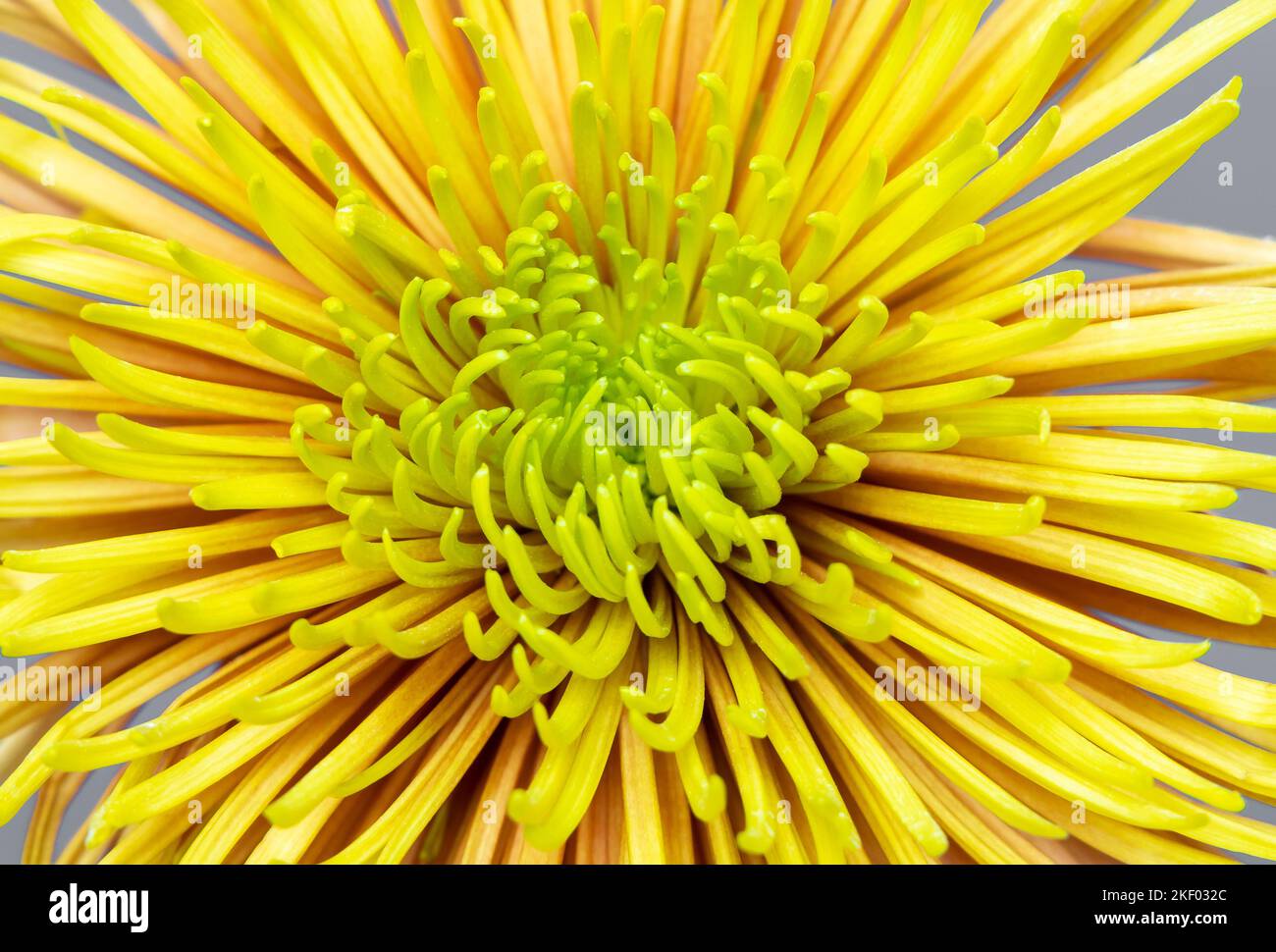 Nahaufnahme der gelben Asterblume. Ästhetisches Blühen. Stockfoto