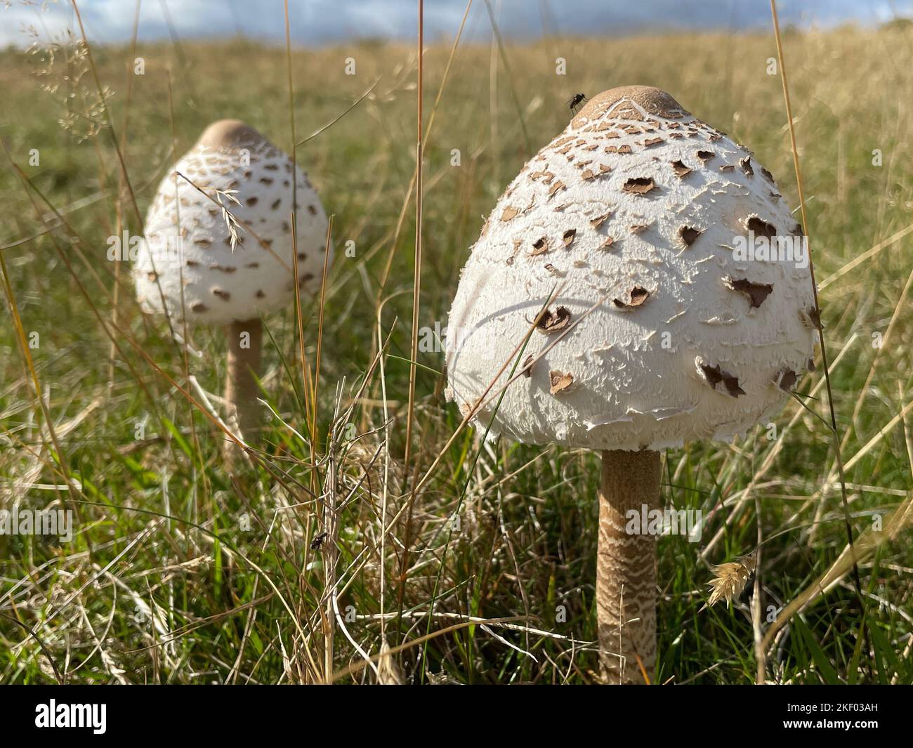Parasolpilz wächst im Feld in Herefordshire - Macrolepiota procer Stockfoto
