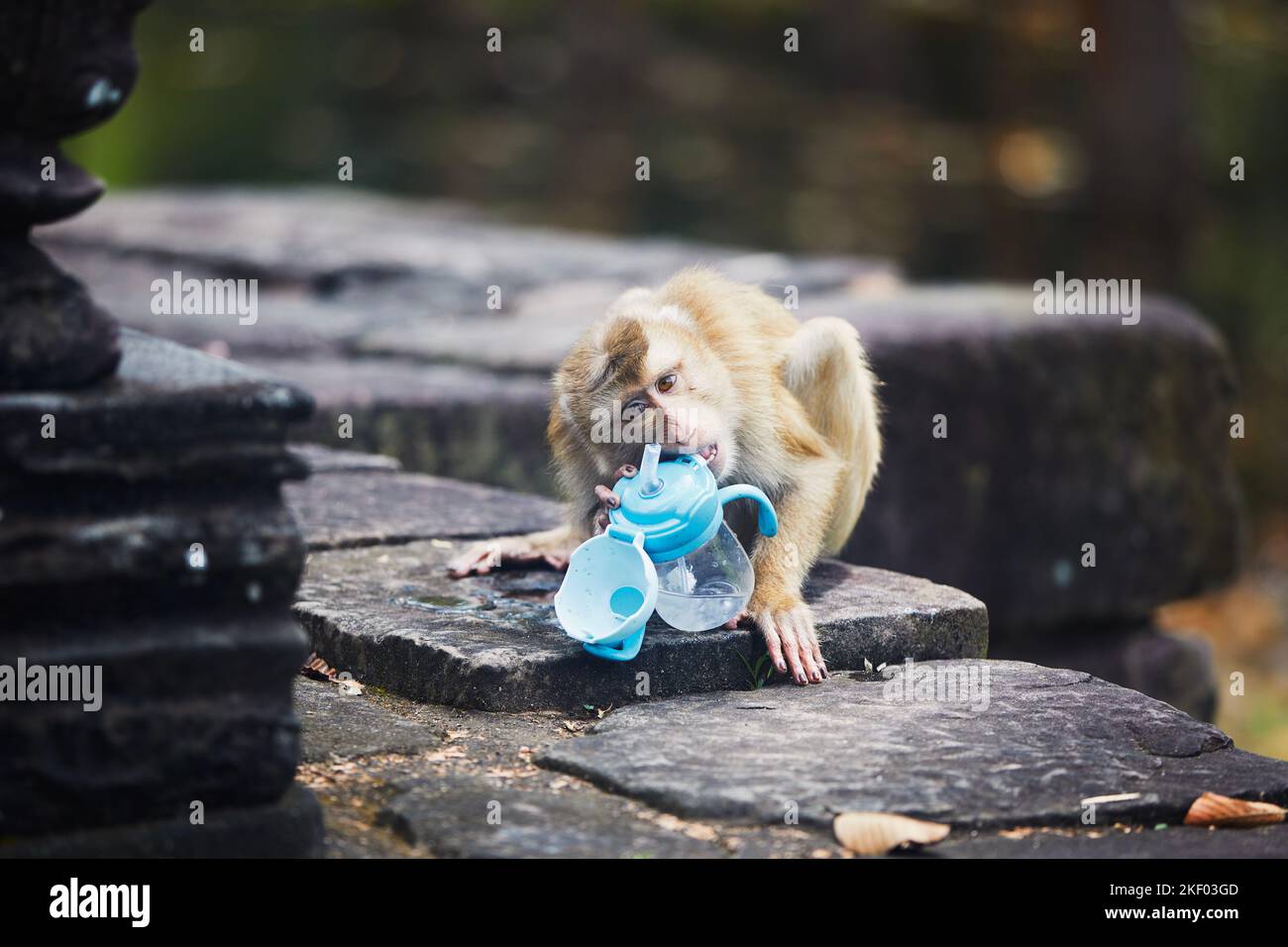 Affe versucht, aus der Babyflasche zu trinken, nachdem er sie von Touristen gestohlen hat. Themen wie Tierverhalten und Plastikmüll in der Natur. Stockfoto