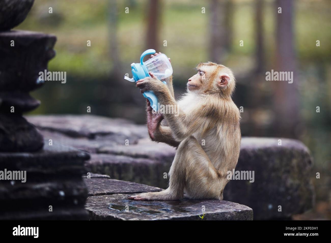 Affe versucht, aus der Babyflasche zu trinken, nachdem er sie von Touristen gestohlen hat. Themen wie Tierverhalten und Plastikmüll in der Natur. Stockfoto