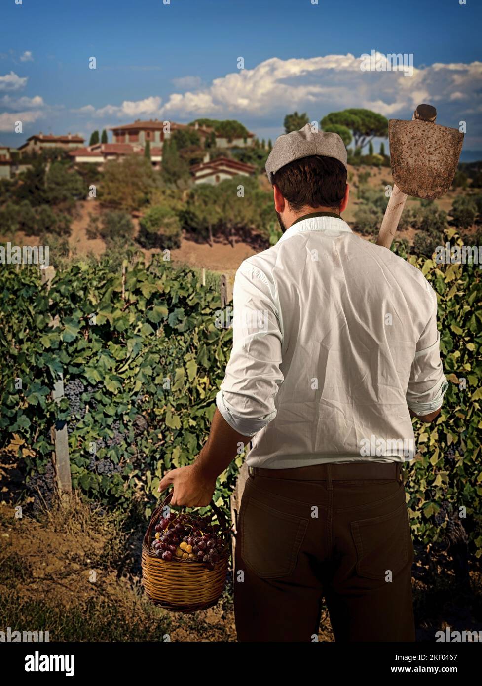 Rückansicht ein junger Bauer Mann hält Korb mit Trauben . Agronom-Arbeiter steht in Weinbergen. Stockfoto