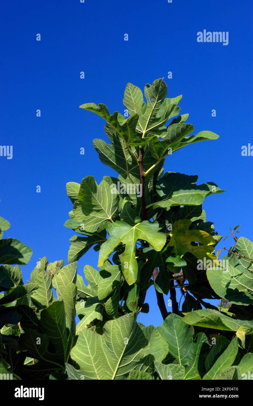 Feigenbaum Ficus carica, Lesbos, Nördliche Ägäische Inseln, Griechenland. Stockfoto