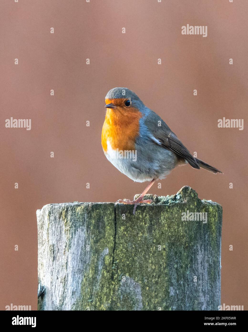 Eine vertikale Aufnahme eines europäischen Robin (Erithacus rubecula), der auf einem Baumstamm thront Stockfoto