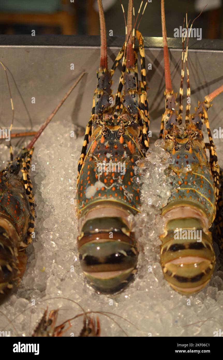 Hummer Shell Fish Hummer auf eis -Fotos und -Bildmaterial in hoher Auflösung – Alamy
