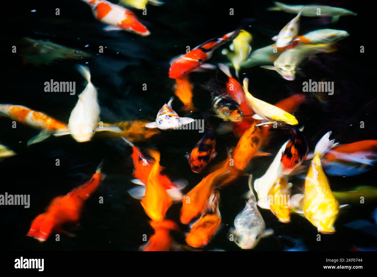 Farbige Sorten japan Phantasie Karpfen oder Koi japanischen Fisch