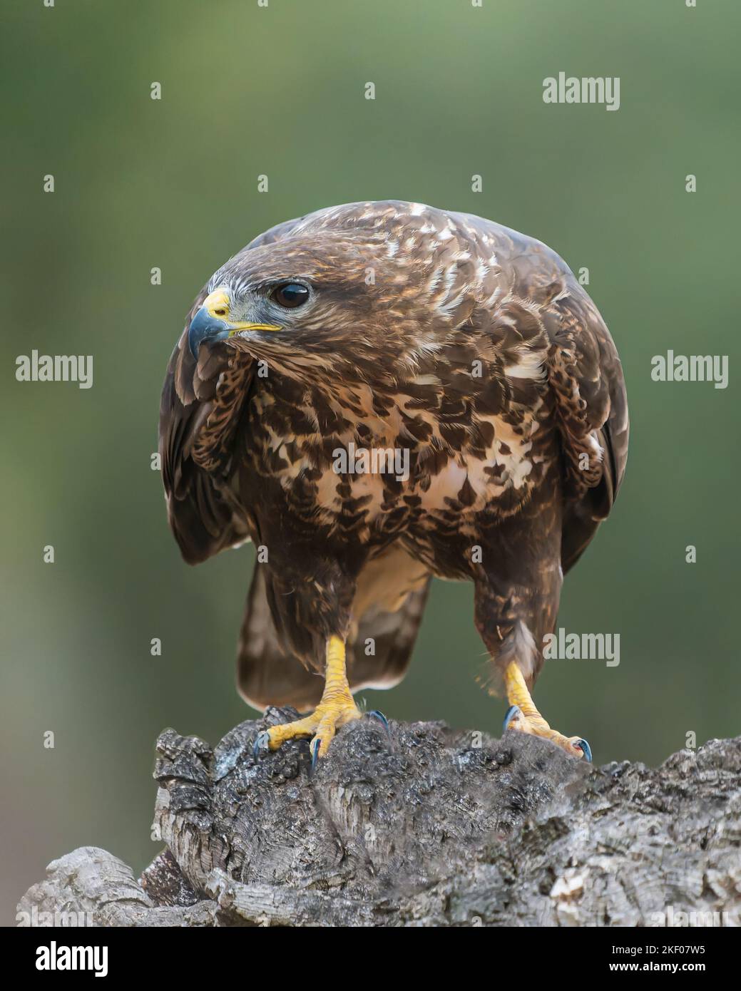 Gemeiner Bussard, Buteo buteo auf einem Ast Stockfoto