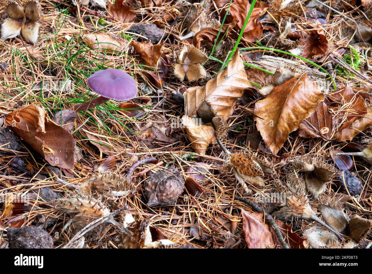 Ein junger 'Amethyst Deceiver'-Pilz unter herbstlichen Buchenblättern, Beacon Wood, Penrith, Cumbria, Großbritannien Stockfoto