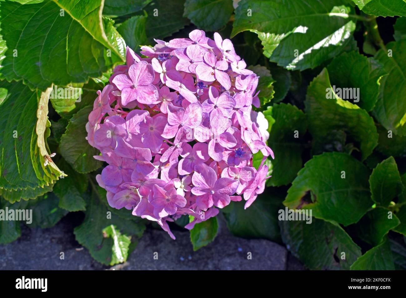 Fliederhortensie (Hydrangea macrophylla) im Garten Stockfoto