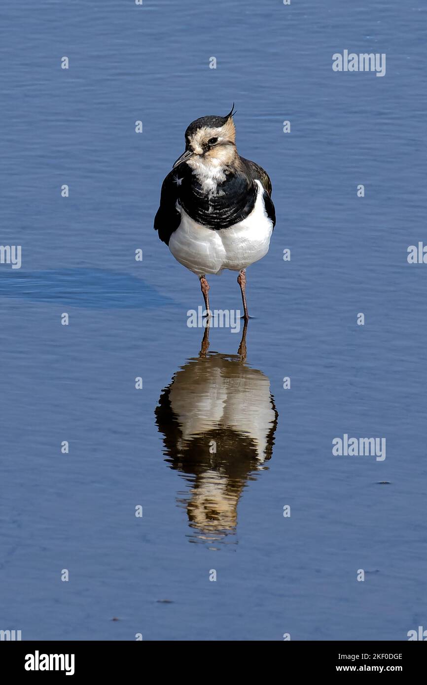 Ein Kiebitz Stockfoto