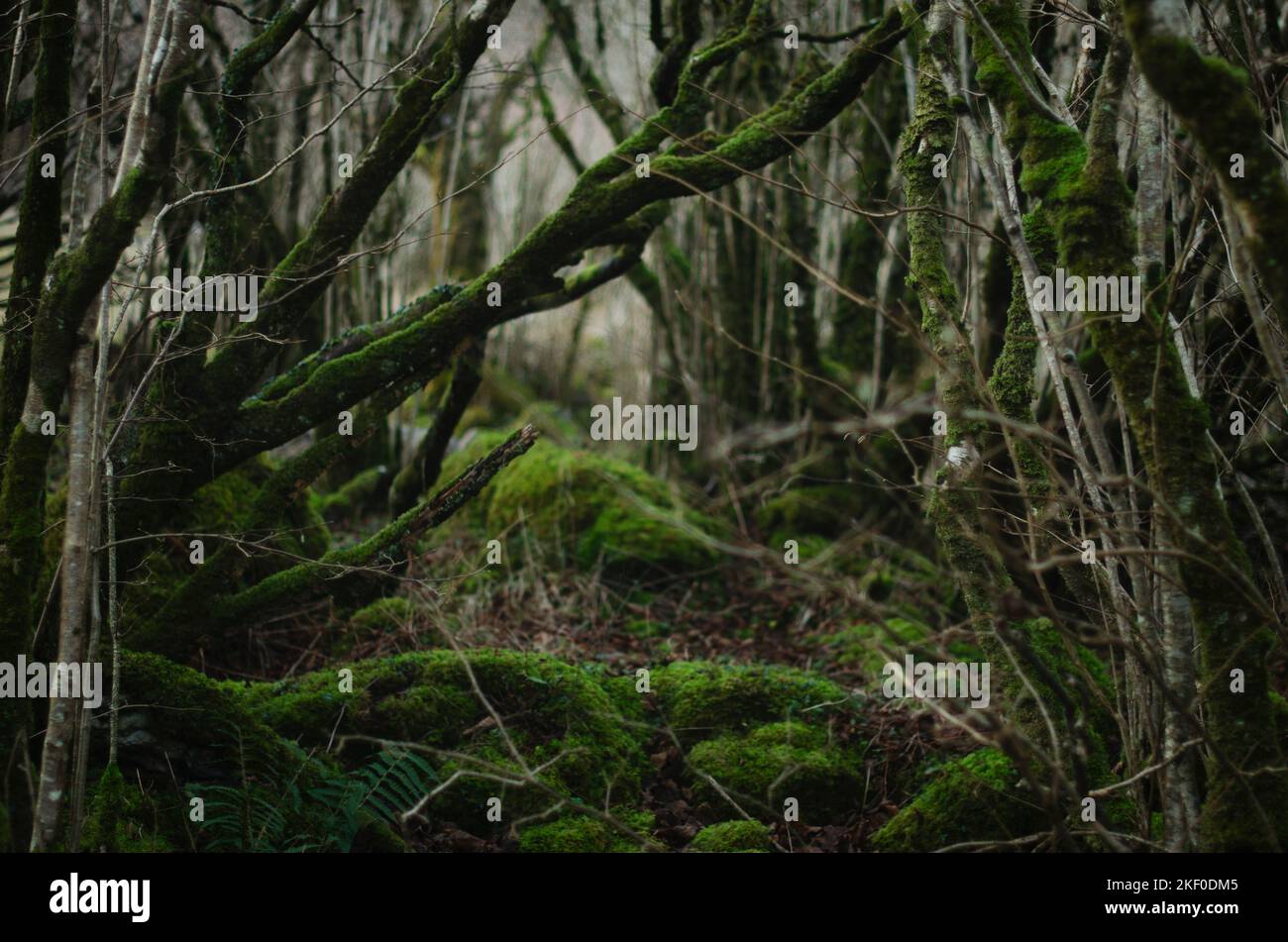 Moosiger Wald in Slieve Carran, Burren National Park, Irland Stockfoto