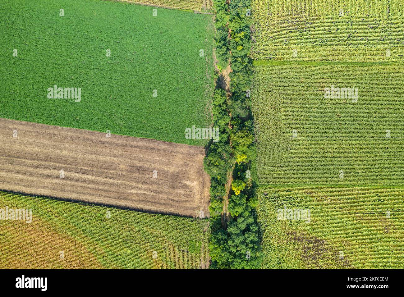 Luftaufnahme der landwirtschaftlichen Felder. Luftaufnahme von oben von fliegender Drohne eines Landes mit gesät grünen Feldern in der Landschaft im Frühling Tag. Landwirtschaft Stockfoto