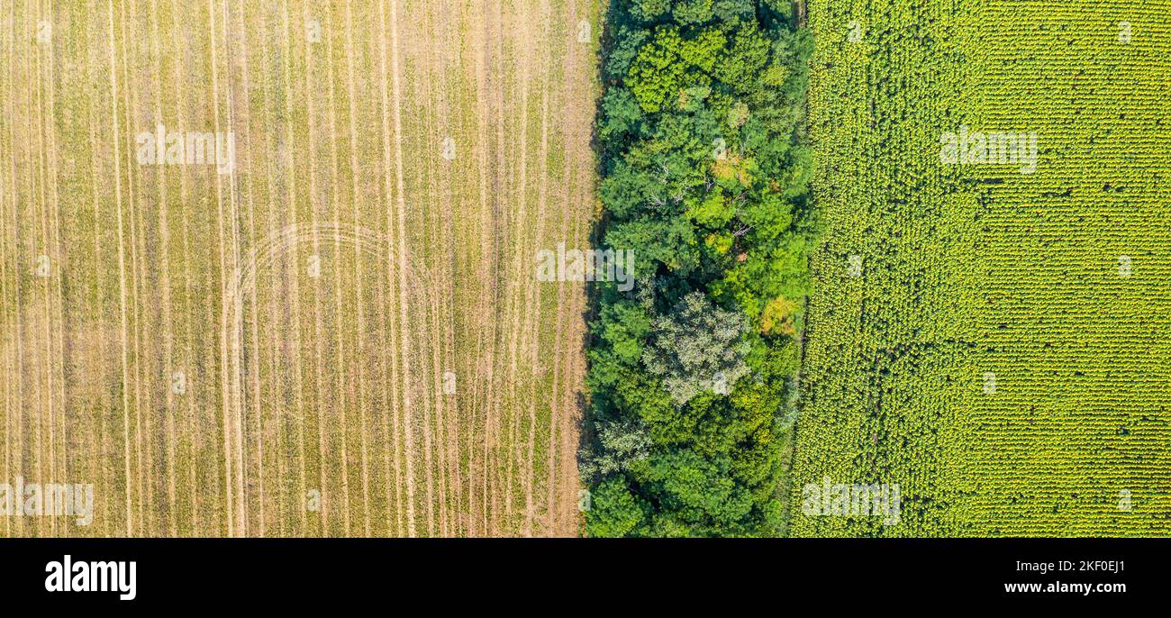 Luftaufnahme der landwirtschaftlichen Felder. Luftaufnahme von oben von fliegender Drohne eines Landes mit gesät grünen Feldern in der Landschaft im Frühling Tag. Landwirtschaft Stockfoto