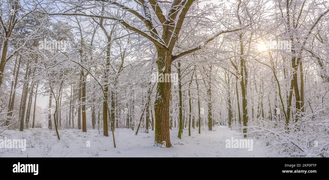 Winterlandschaft bei Sonnenaufgang. Wunderschöner weihnachtlicher Naturhintergrund, gefrorener verschneiter Waldweg, fantastische idyllische Naturlandschaft. Ruhiger Pfad Stockfoto