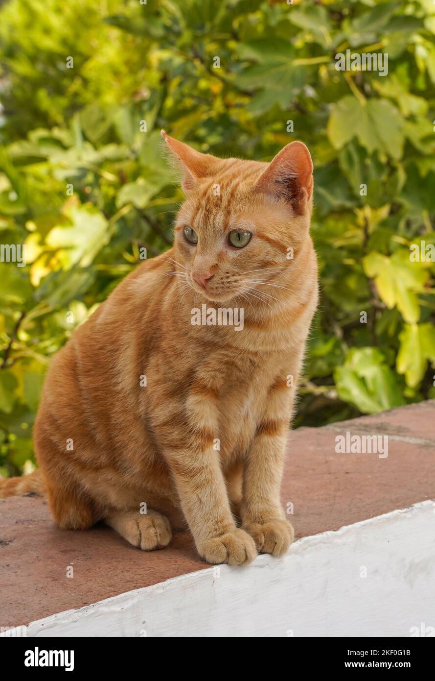 Allert junge Katze, die an der Wand sitzt. Stockfoto