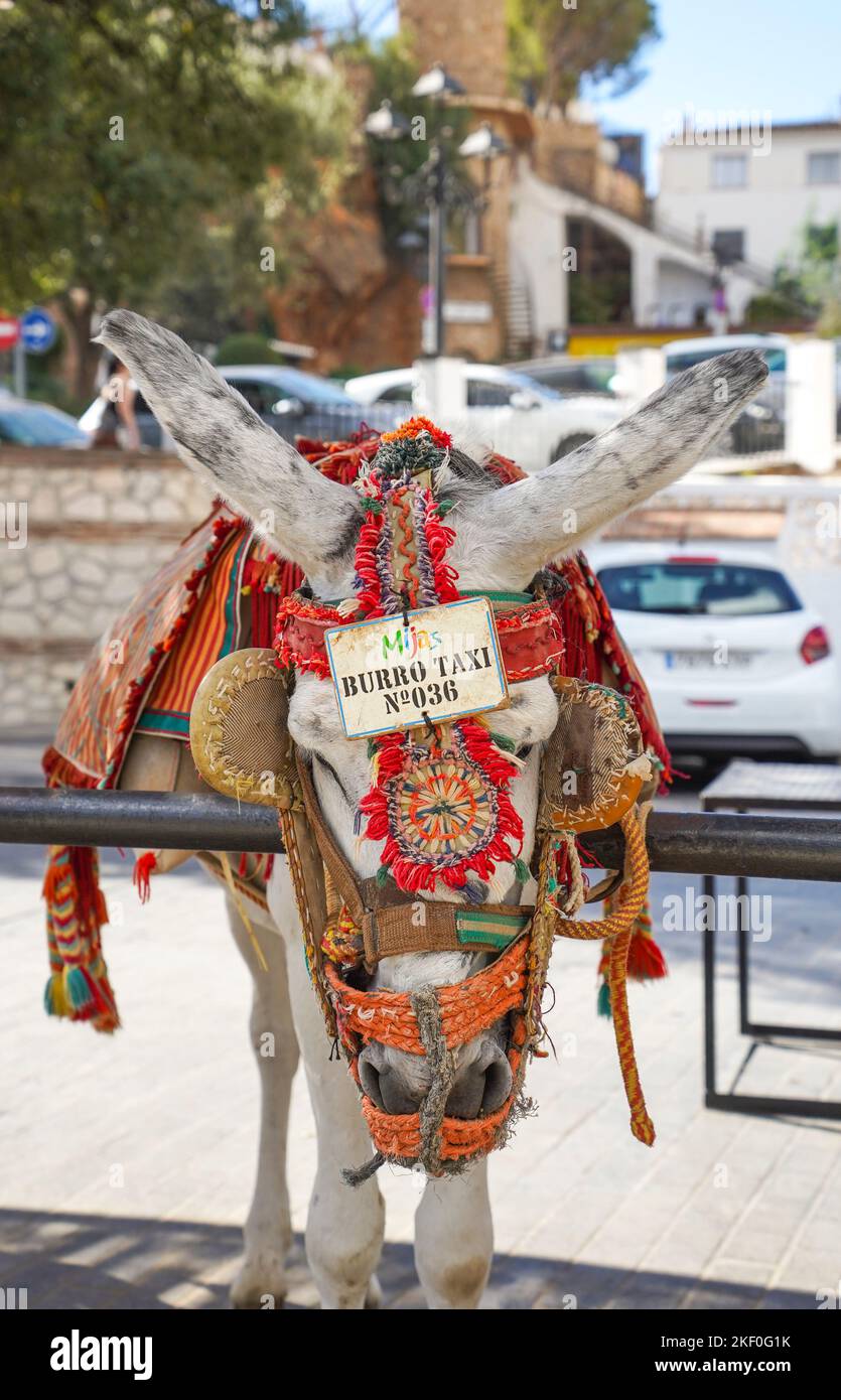 Eselreiten im weiß gewaschenen Dorf Mijas Pueblo in Südspanien angeboten. Andalusien. Stockfoto