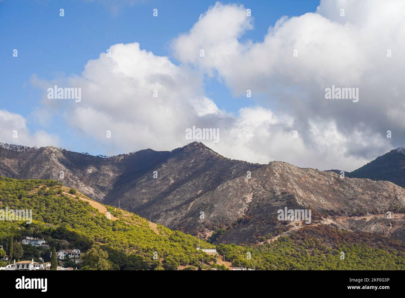 Spanische Berge mit Kiefernwald, die nach einem Waldbrand verbrannt wurden, Mijas, Malaga, Andalusien, Spanien Stockfoto