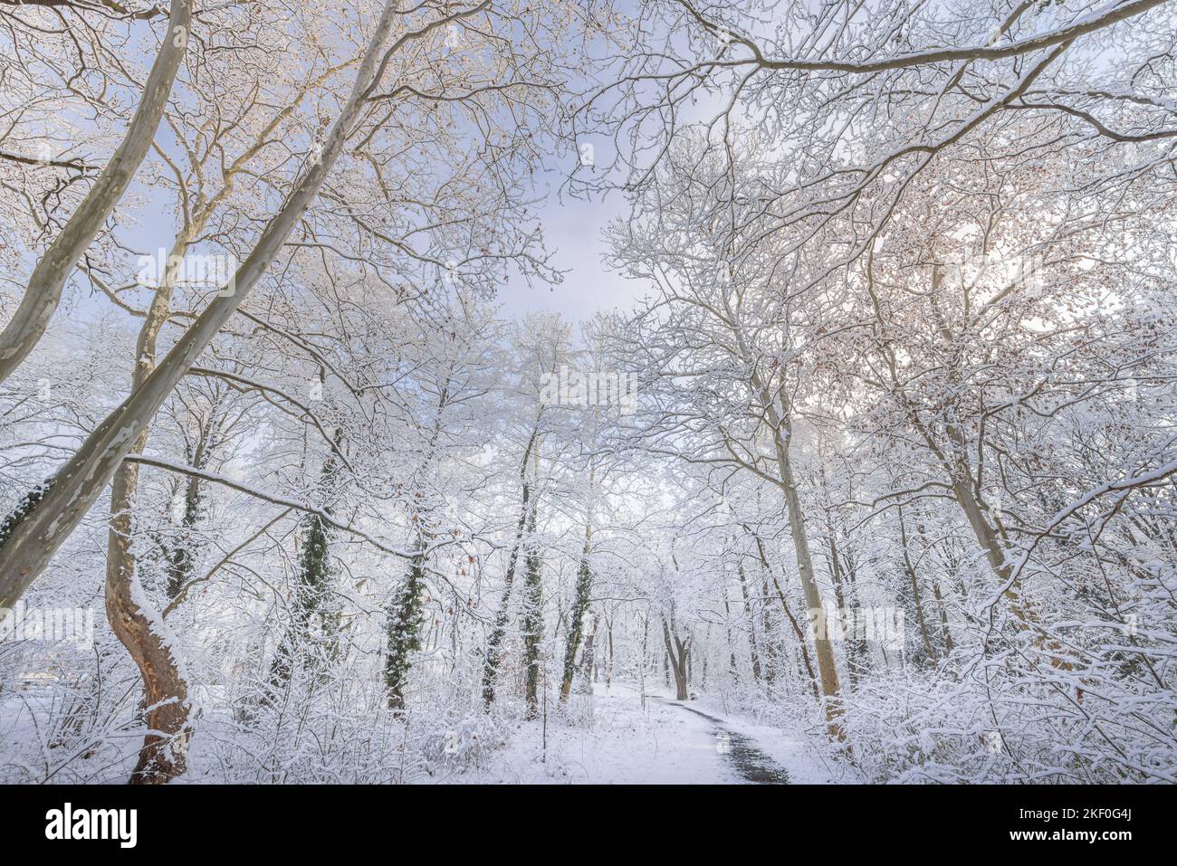 Winterlandschaft bei Sonnenaufgang. Wunderschöner weihnachtlicher Naturhintergrund, gefrorener verschneiter Waldweg, fantastische idyllische Naturlandschaft. Ruhiger Pfad Stockfoto