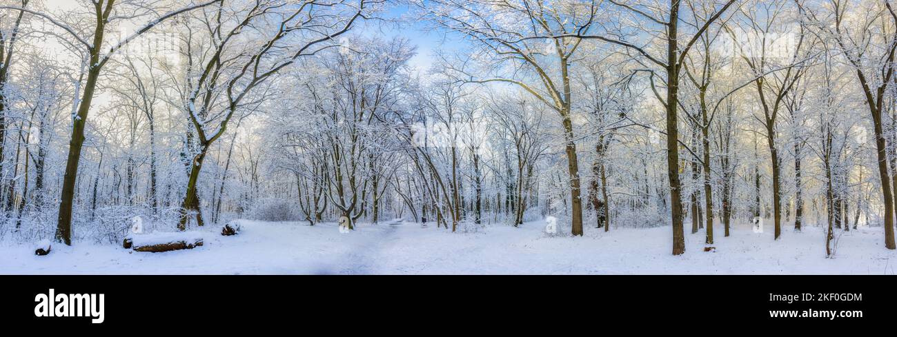 Eichen bedeckt mit Schnee auf frostiger Morgenlandschaft. Atemberaubendes Naturpanorama im Winter. Farbenfroher Sonnenaufgang über dem Weinpark, fantastische Landschaft Stockfoto