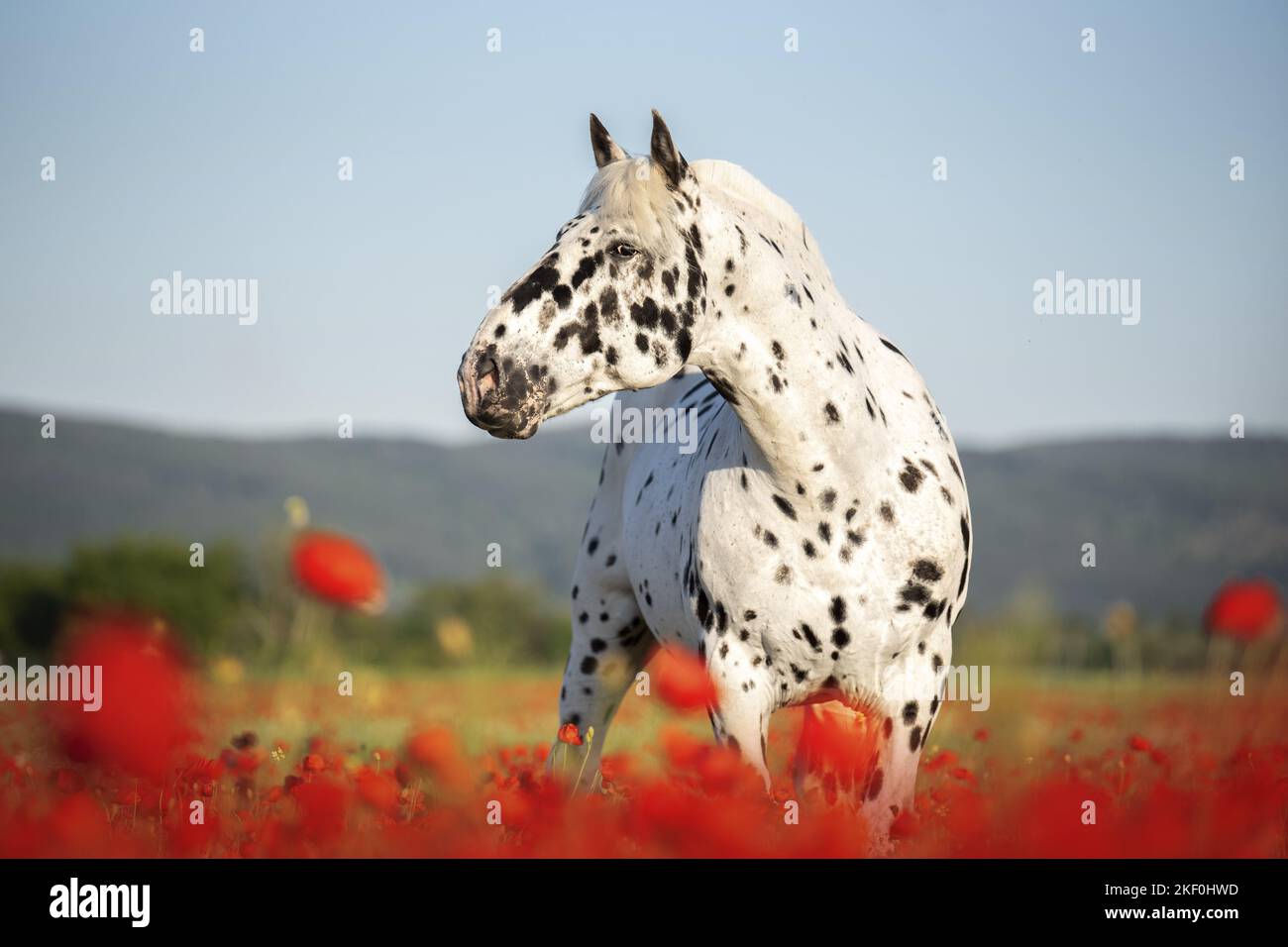 Pferd im Mohnfeld Stockfoto