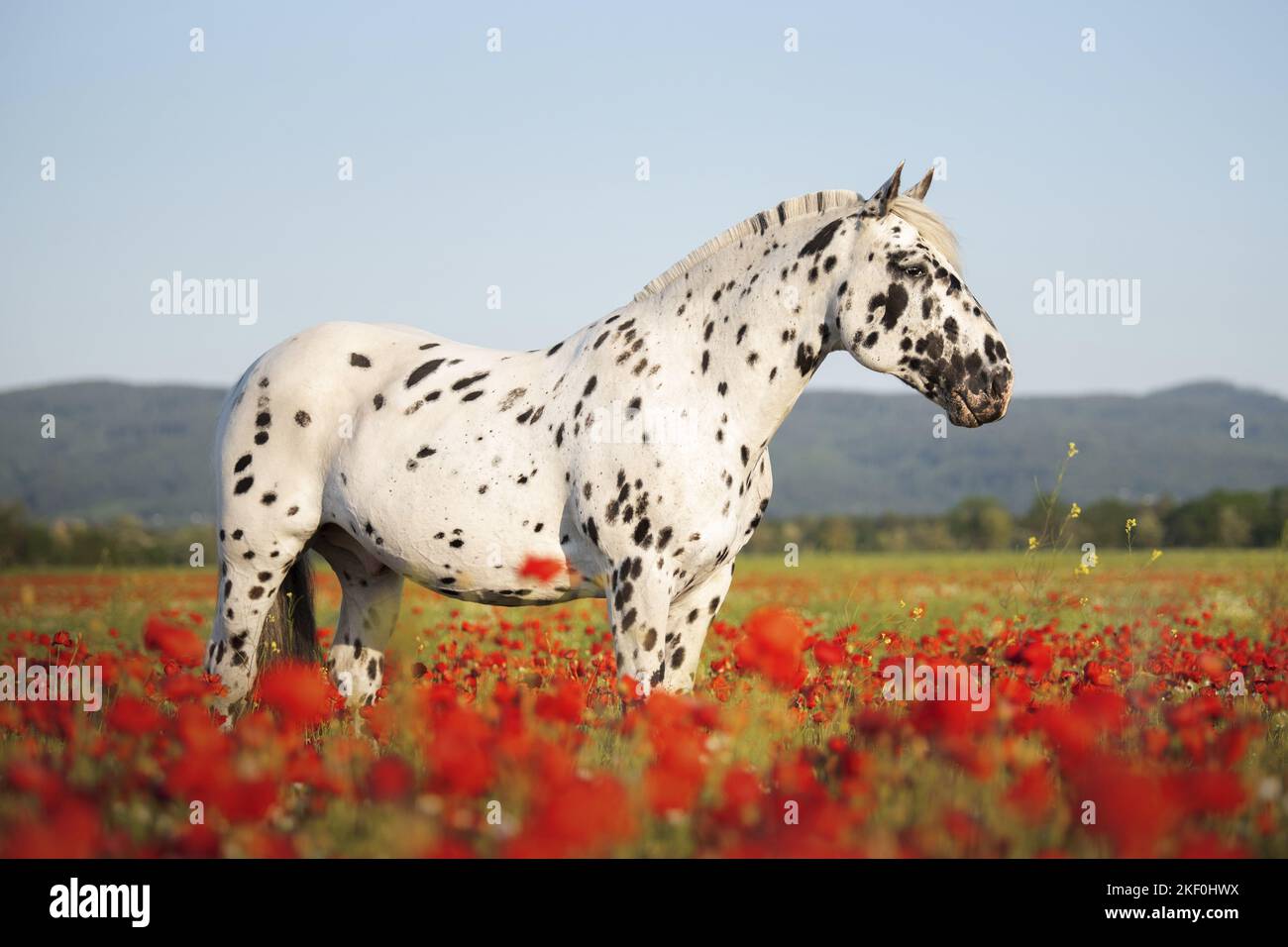 Pferd im Mohnfeld Stockfoto