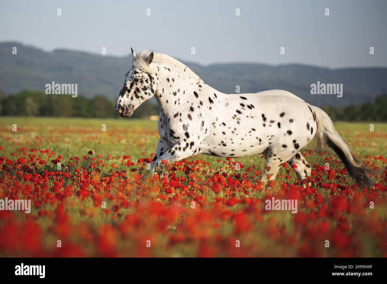 Pferd im Mohnfeld Stockfoto