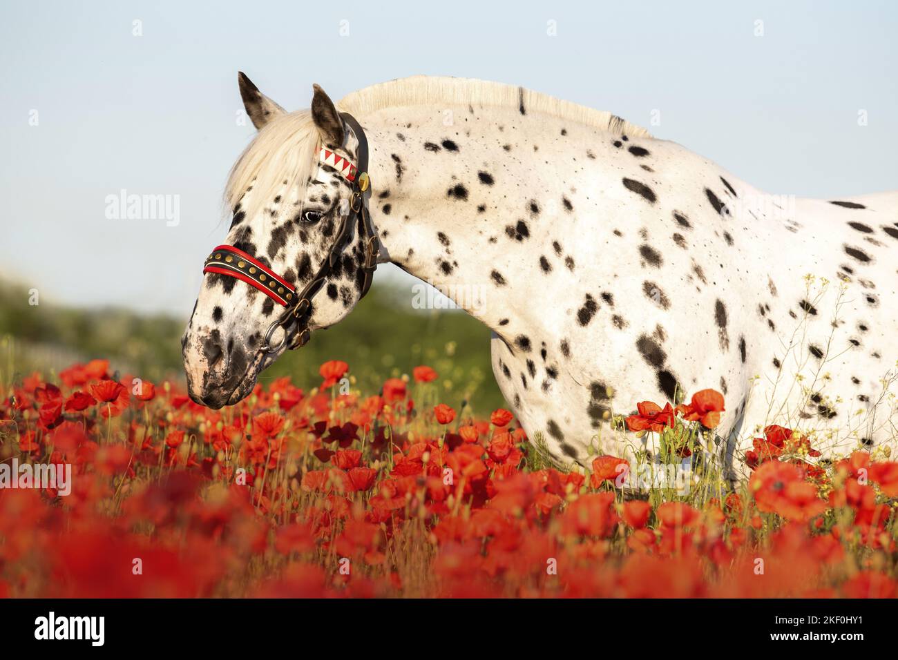 Pferd im Mohnfeld Stockfoto