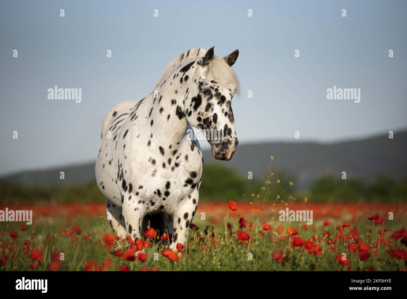 Pferd im Mohnfeld Stockfoto