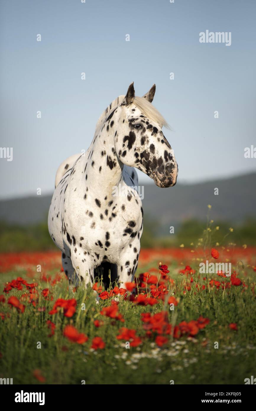 Pferd im Mohnfeld Stockfoto