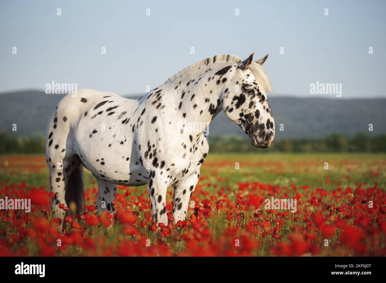 Pferd im Mohnfeld Stockfoto