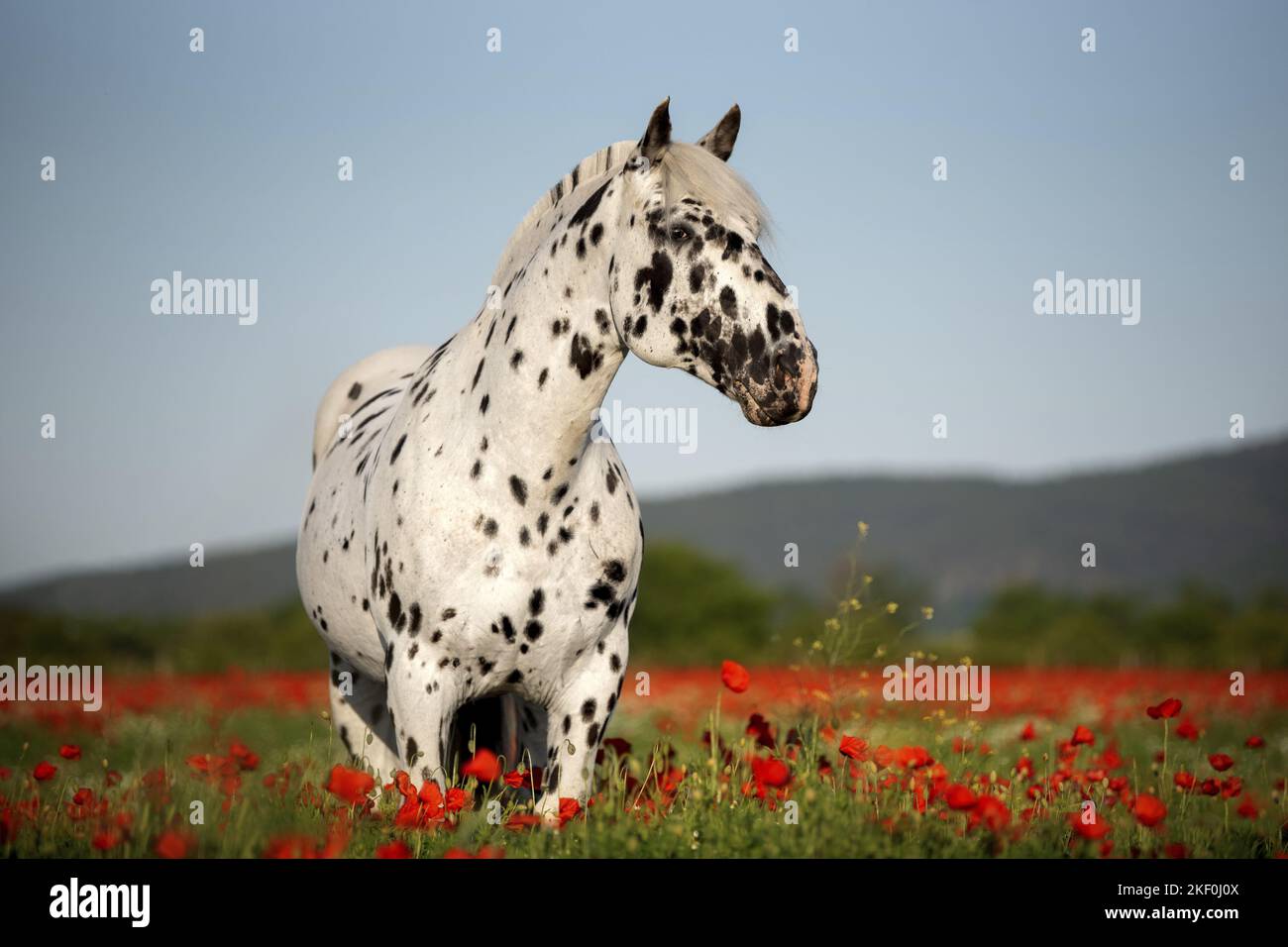 Pferd im Mohnfeld Stockfoto