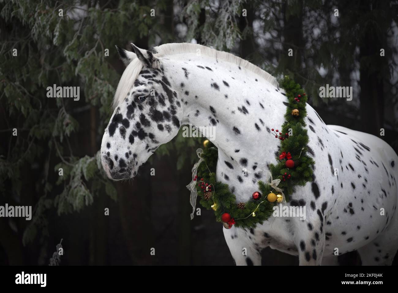 Pferd mit weihnachtlicher Dekoration Stockfoto
