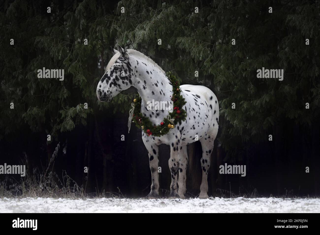 Pferd mit weihnachtlicher Dekoration Stockfoto