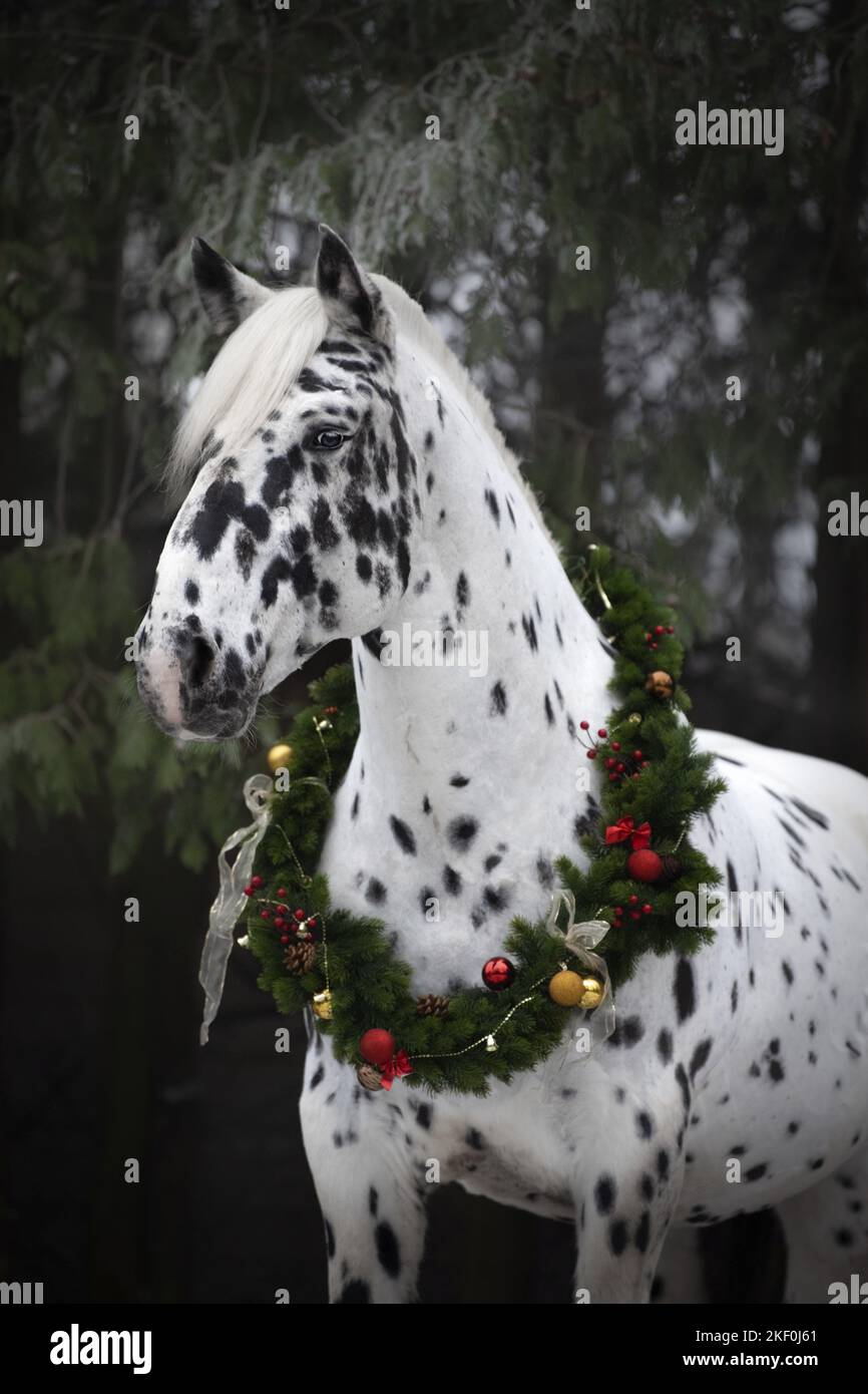 Pferd mit weihnachtlicher Dekoration Stockfoto