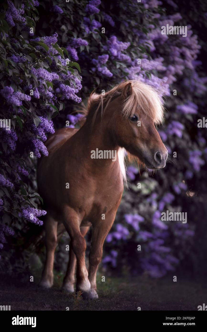 Shetlandpony vor dem Holunderbusch Stockfoto