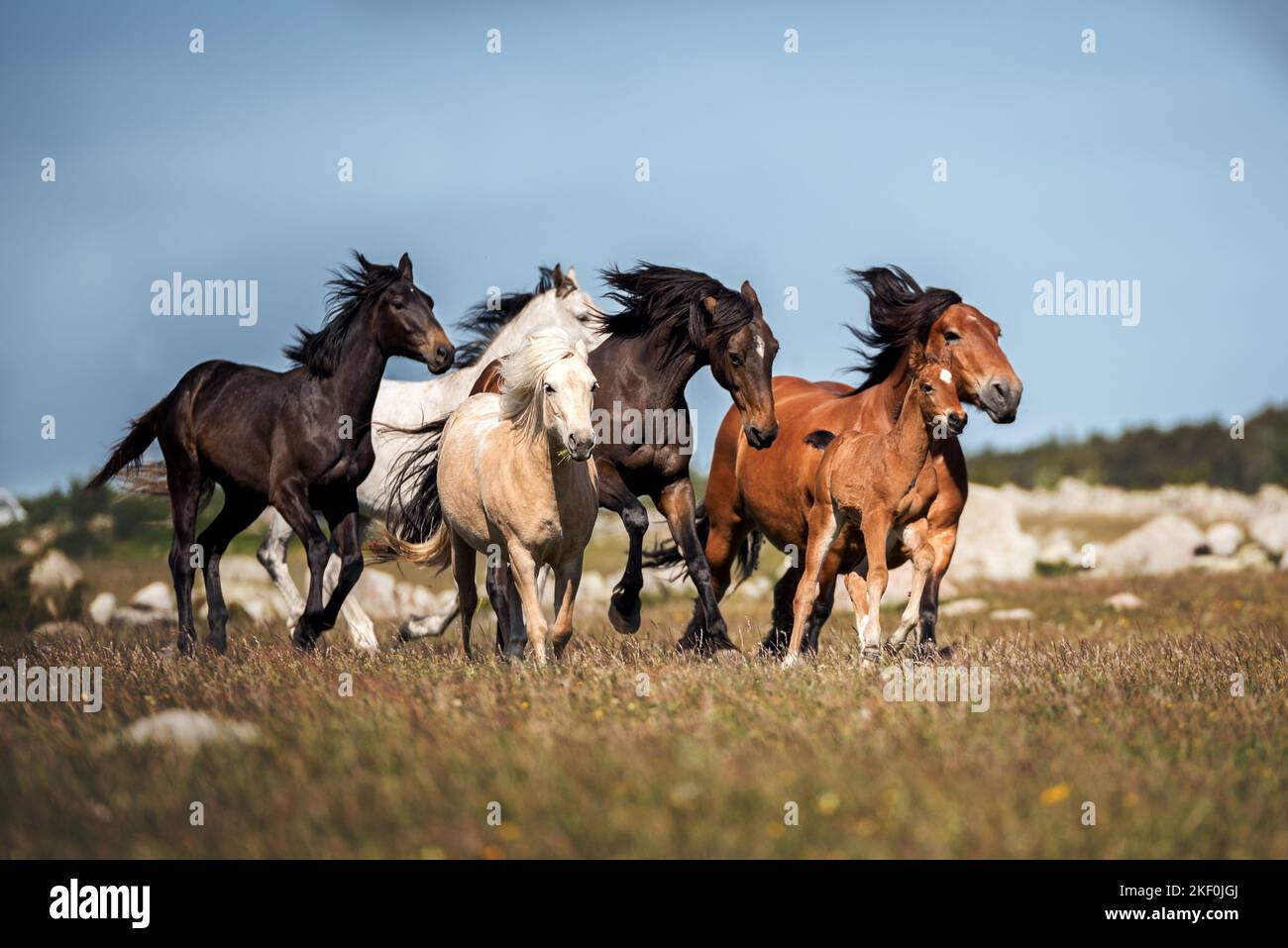 Warmblutherde laufen Stockfoto