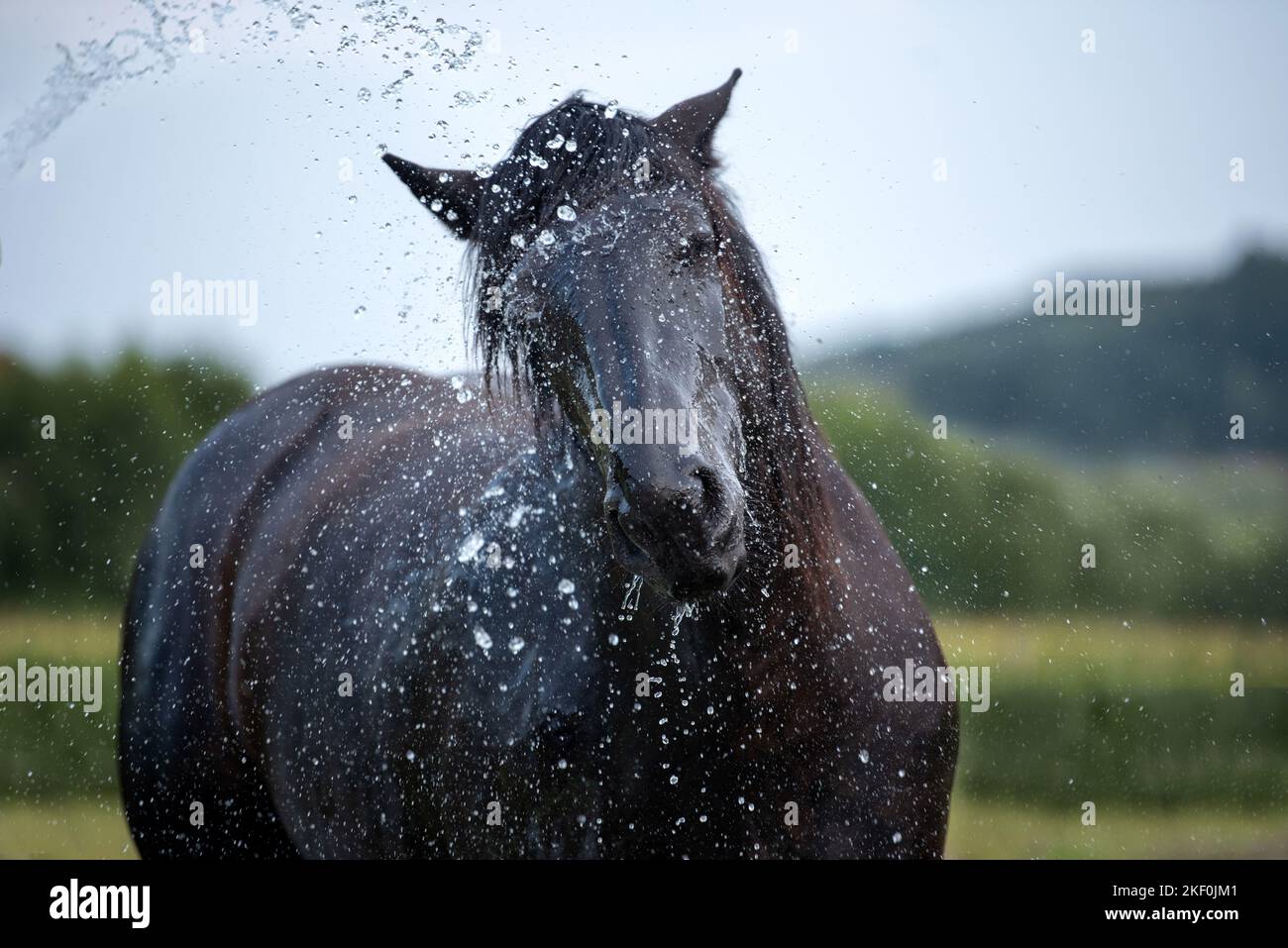 Porträt von Noriker Horse Stockfoto