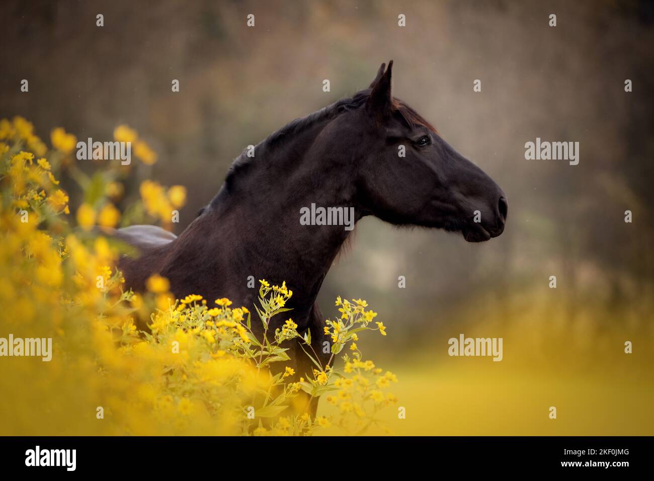 Porträt von Noriker Horse Stockfoto