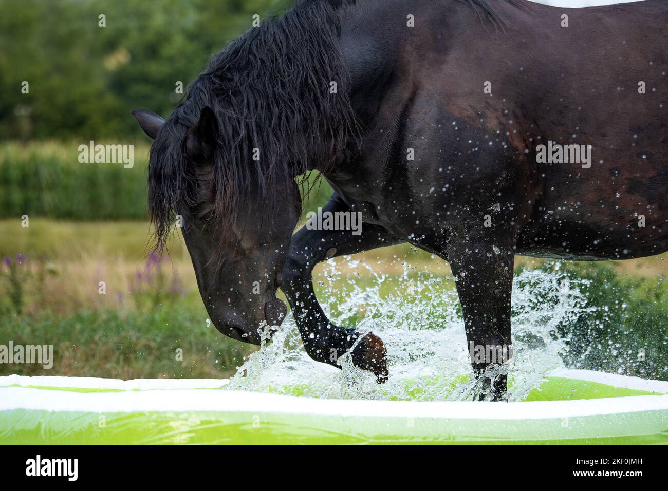 So spielen Sie „Noriker Horse“ Stockfoto