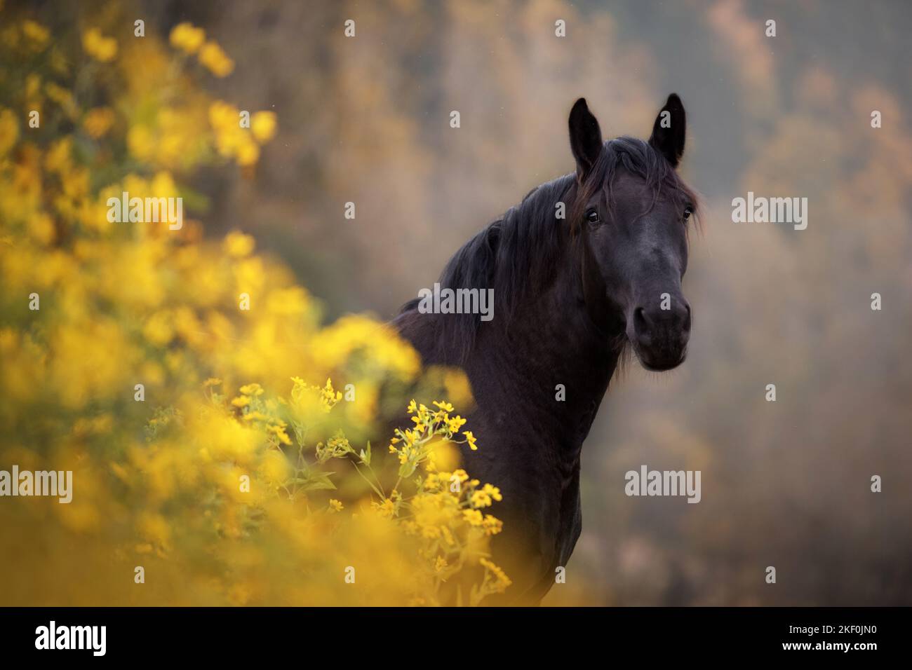 Porträt von Noriker Horse Stockfoto
