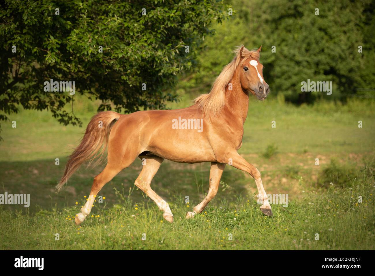 Trabelndes Arabo-Haflinger Stockfoto