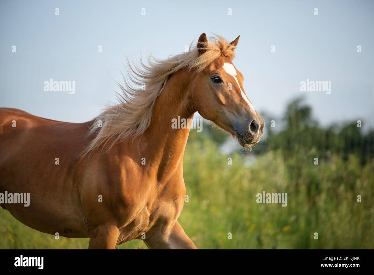 Arabo-Haflinger Porträt Stockfoto