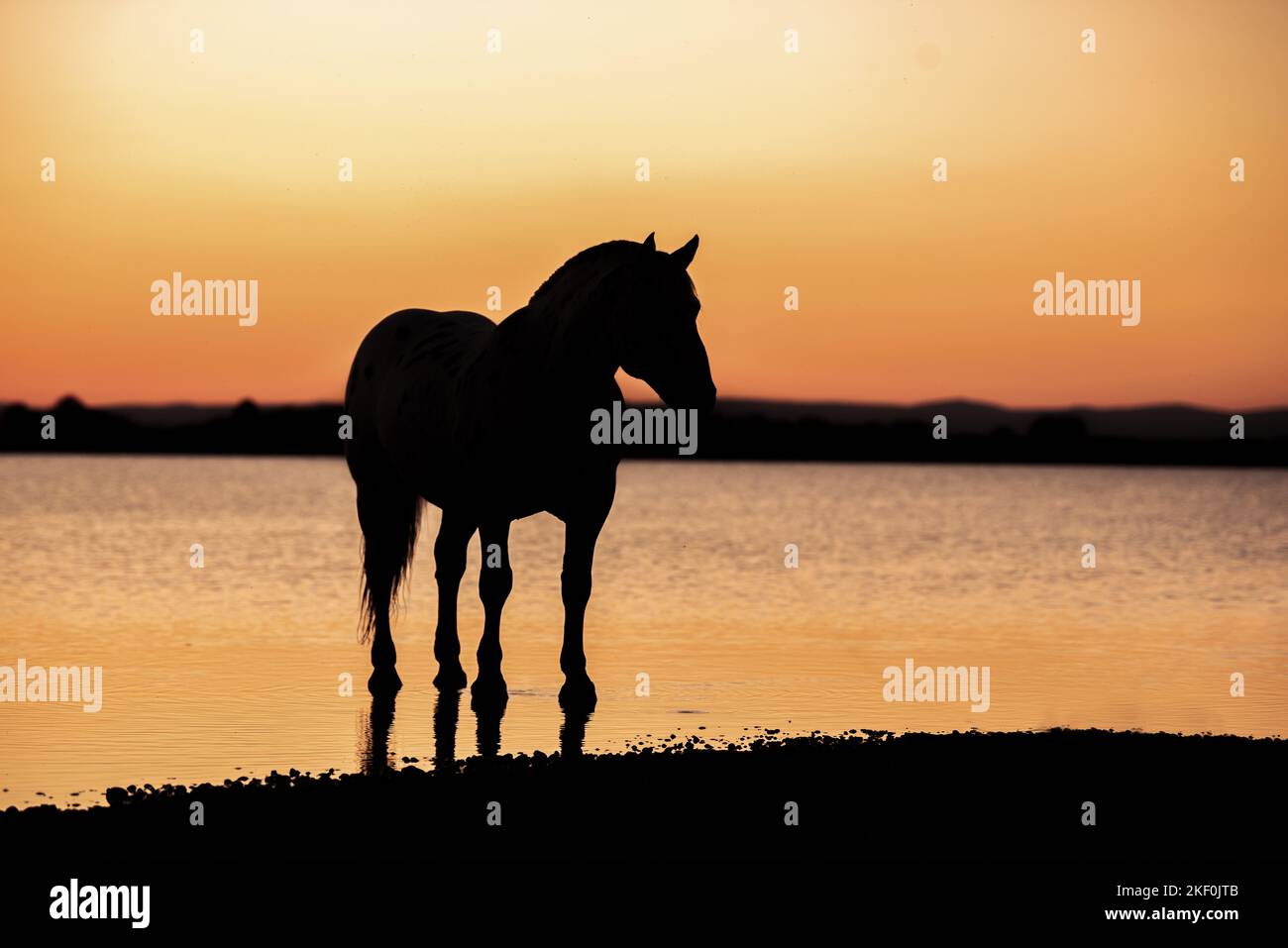 Stehendes Noriker-Pferd Stockfoto