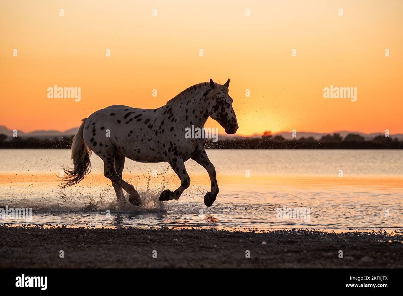 Galoppierendes Noriker-Pferd Stockfoto